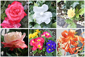 医院前のお花のコーナー