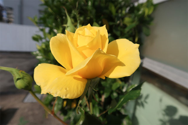 当院に咲いているお花です