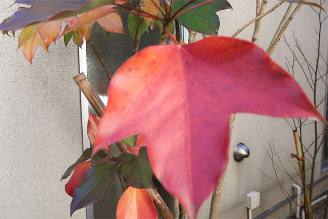 当院で飾れている生花